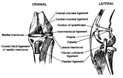 Cruciate Ligament Information – Learn About Cruciate Ligament Injuries ...