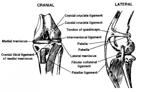 Cruciate Ligament Information – Learn About Cruciate Ligament Injuries 